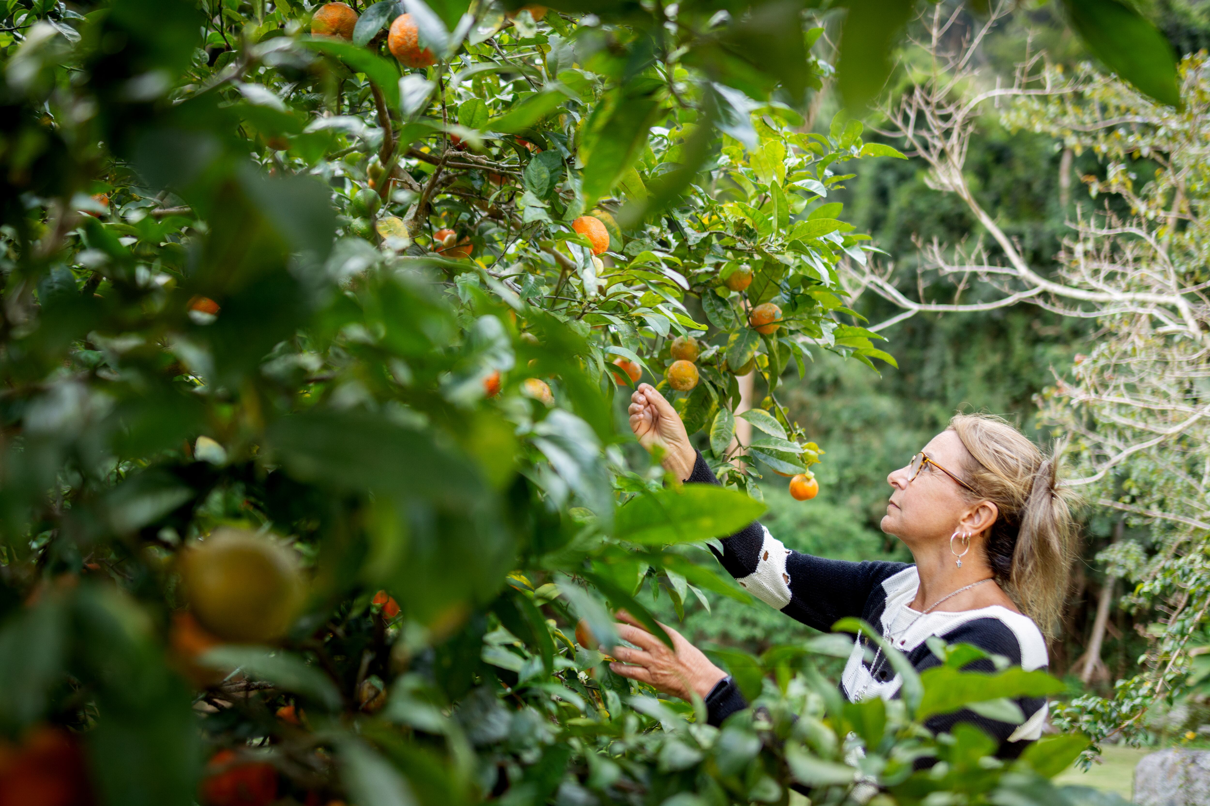 Los beneficios de tener un limonero