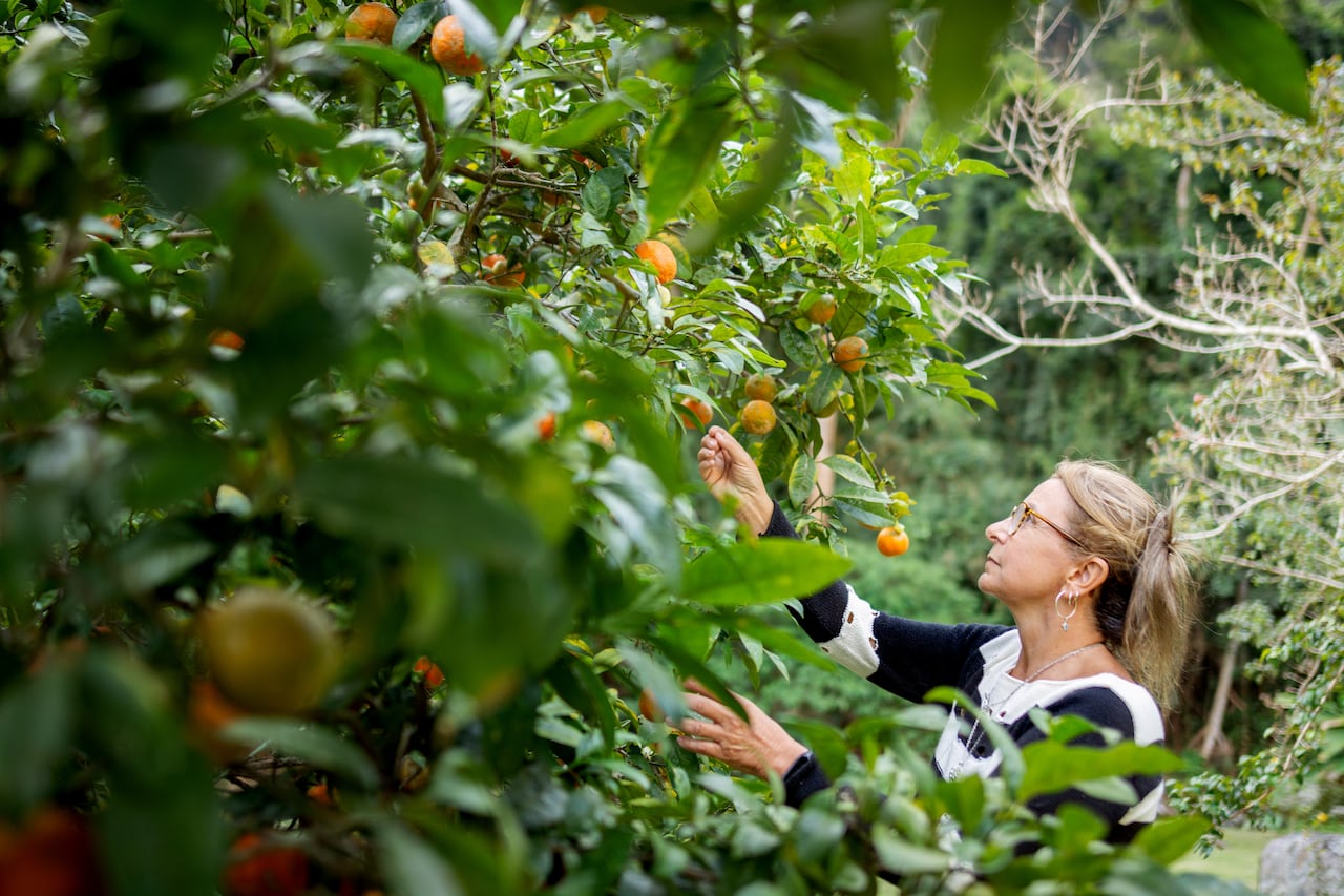Los beneficios de tener un limonero