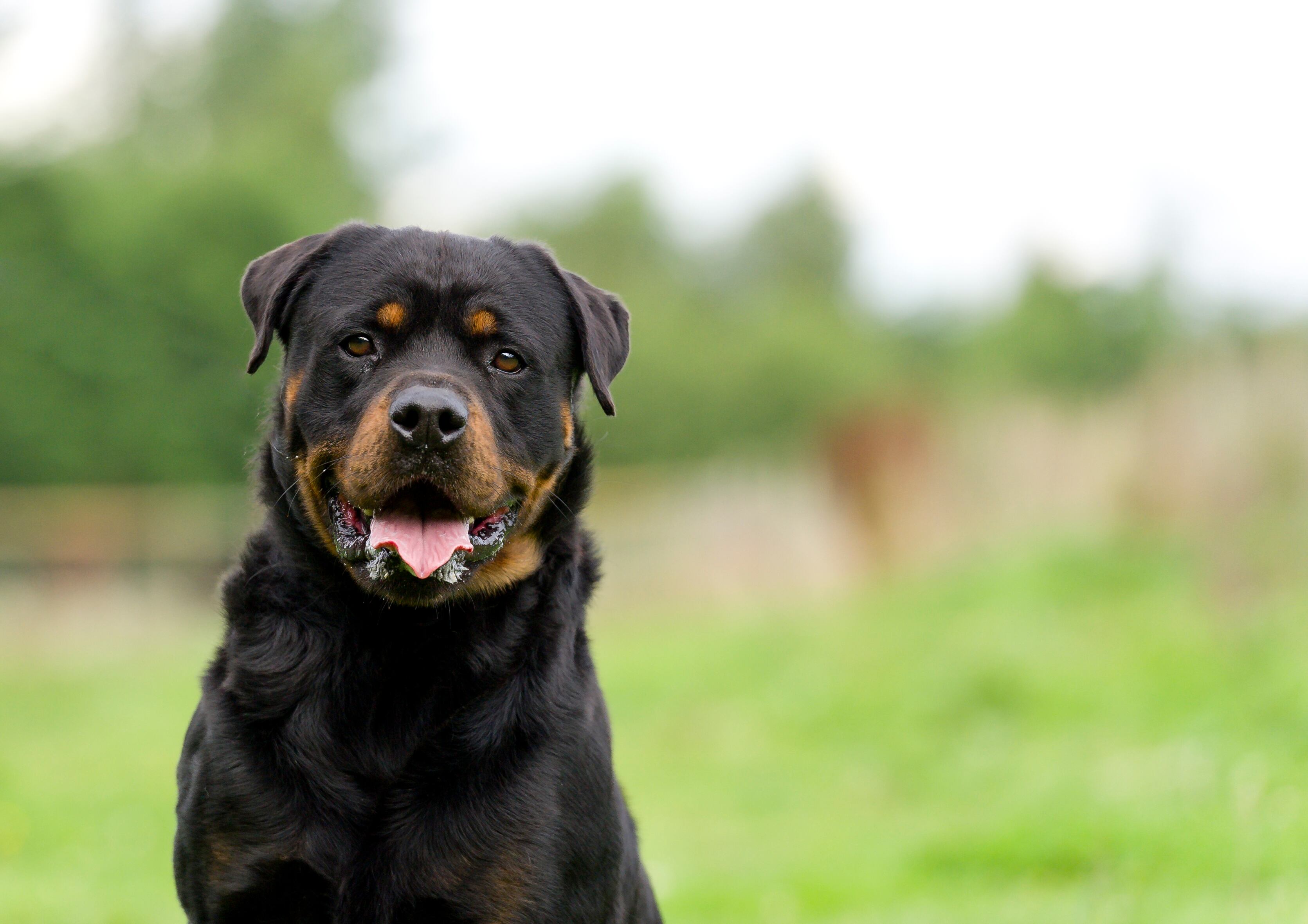 Rottweiler