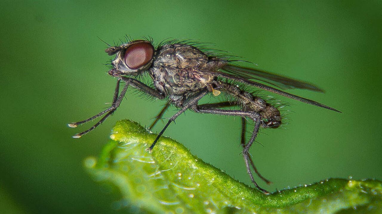 Los pelos en el cuerpo de las moscas atraen bacterias. Foto: Pixabay