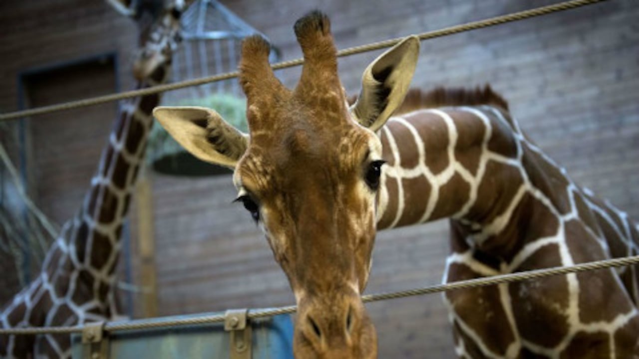 Marius, la jirafa del zoológico de Copenhaguen que fue sacrificada.