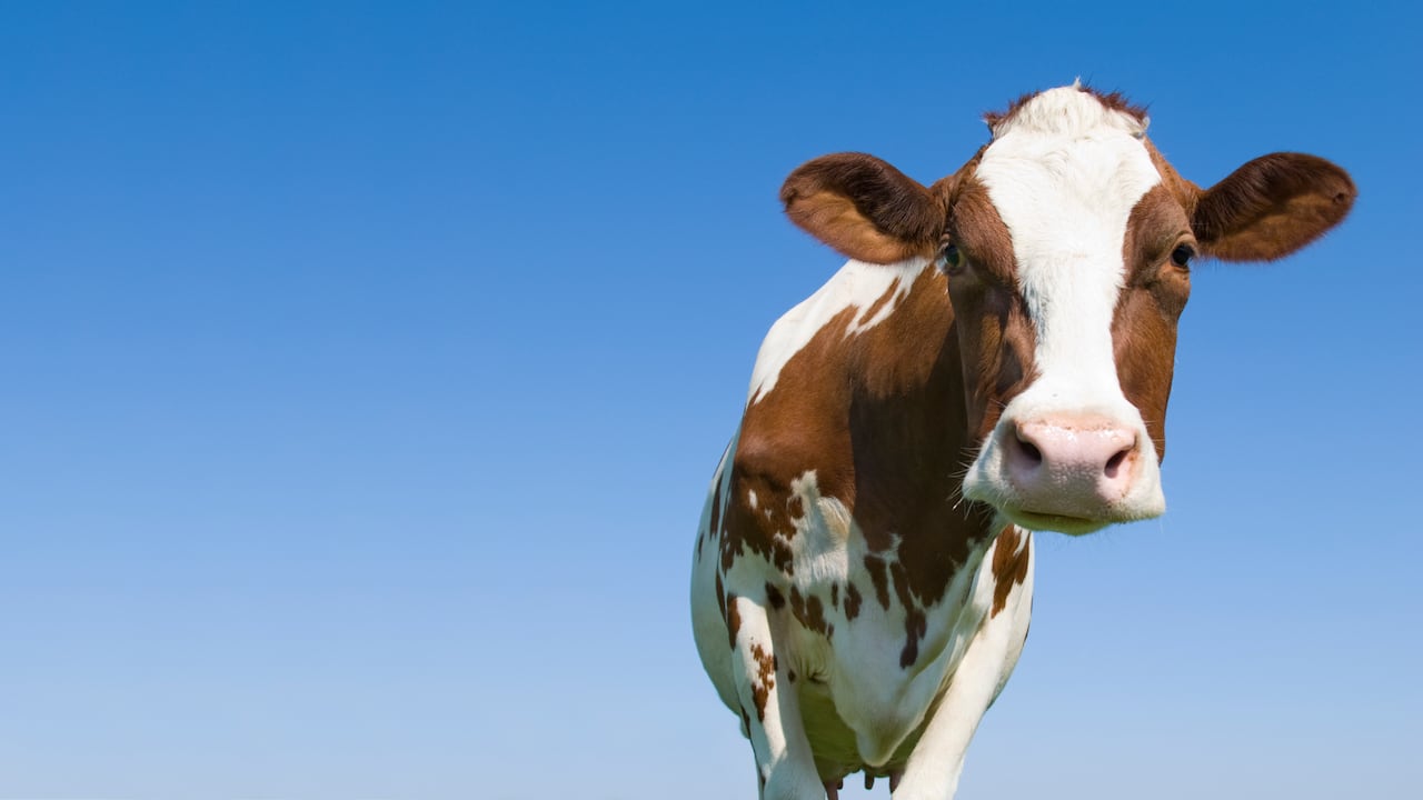 Este 2025 se perfila como un año de aumento en el consumo
per cápita de carne res.