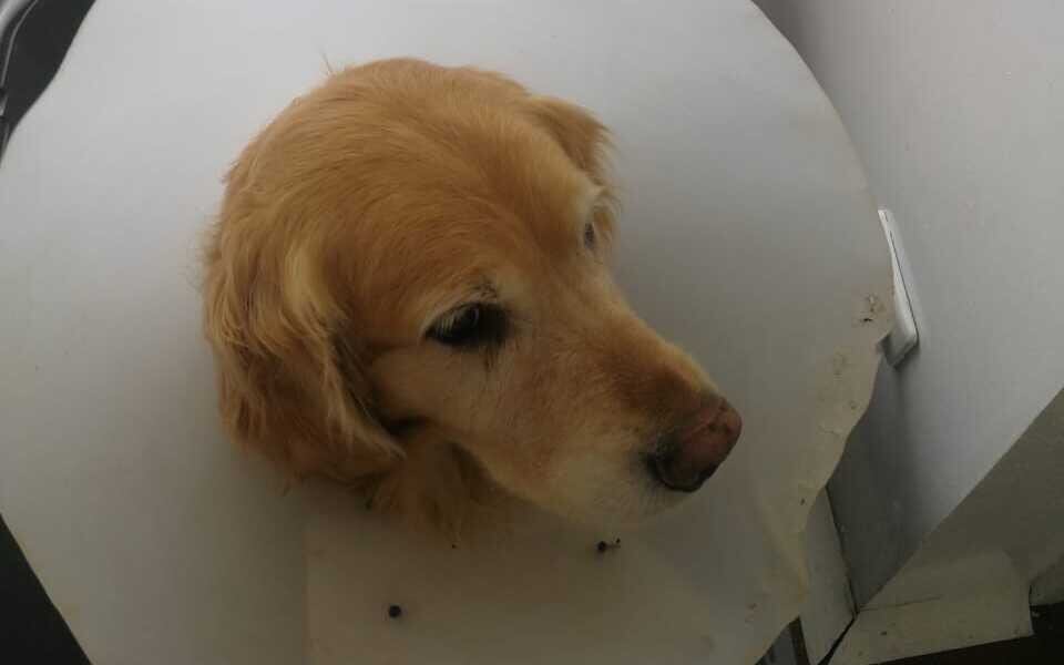 Samantha, la perrita que fue rescatada de las manos de su agresor en el sector de Cedritos.