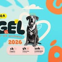 Carrera Ángel por los Animales: ¿Hasta cuándo son las inscripciones?