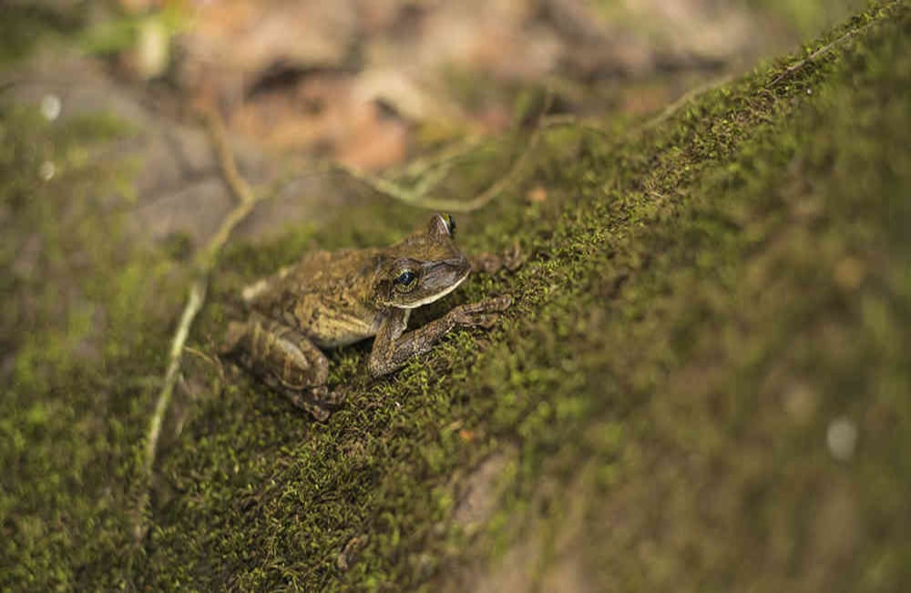Especie encontrada en la Expedición Chiribiquete.