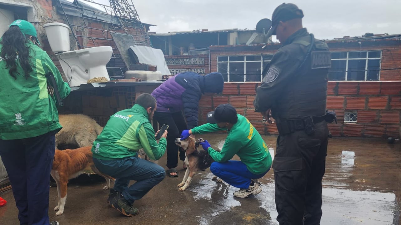 Nueve animales fueron rescatados luego de haber sido encontrados en estado de abandono.