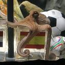 El pulpo Paul predijo que España vencerá a Holanda el domingo en la final del Mundial de Sudáfrica 2010. El molusco, ya famoso en todo el mundo, se trepó a un tanque que tenía la bandera española durante unos minutos para luego sacar de adentro un mejillón y devorarlo. No prestó atención al tanque que tenía la bandera holandesa. Más temprano, el molusco predijo que Alemania vencerá a Uruguay en el partido por el tercer puesto, que se juega el sábado.Hasta ahora, el molusco ha pronosticado correctamente todos los resultados de Alemania en el Mundial, incluidas las victorias ante Argentina, Inglaterra, Australia y Ghana y las derrotas con España y Serbia.