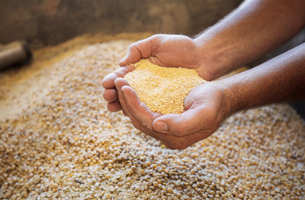 Cada grano de soya refleja el esfuerzo de las familias agricultoras que, mediante prácticas sostenibles, contribuyen a una producción de alimentos nutritivos, confiables y asequibles.