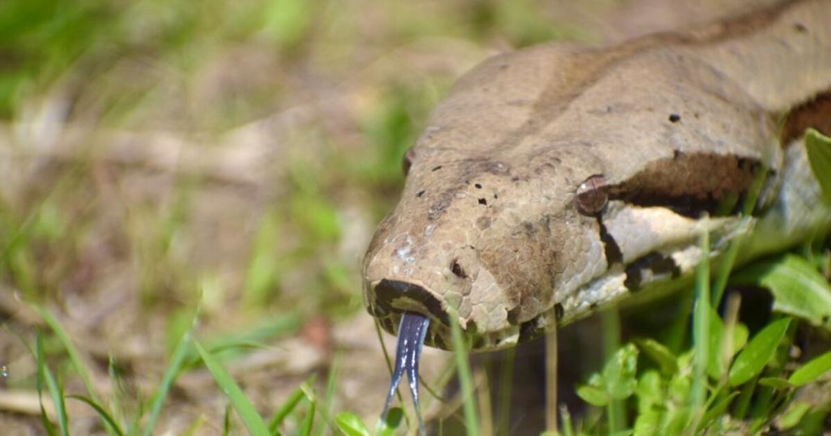 Los habitantes de La Tebaida han liberado boas sin control de las autoridades.