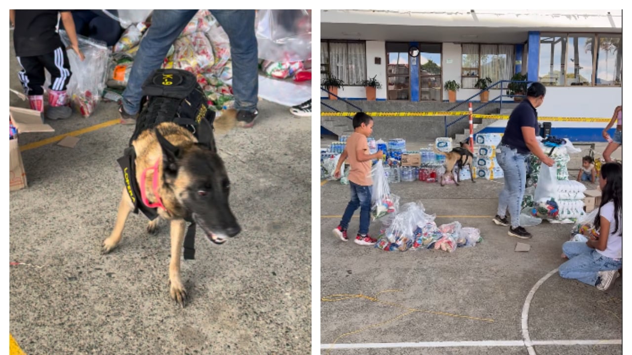 Guerra, la perrita de Marinilla, Antioquia, ayuda a entregar donaciones en El Cairo, Valle.