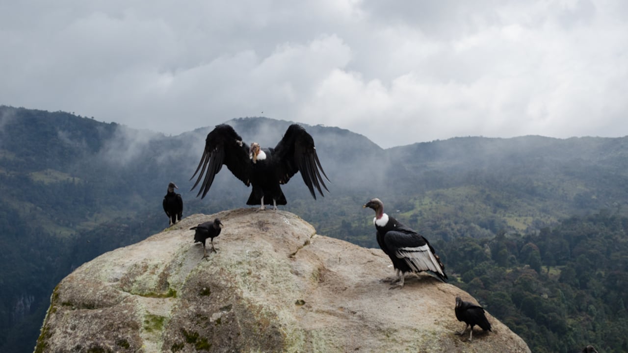 El cóndor andino es una especie que habita en toda Sudamérica. Con sus alas completamente abiertas puede medir más de tres metros de ancho.
