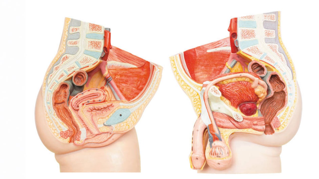 Una educación integral para la sexualidad va mucho más allá de enseñar el funcionamiento biológico de los órganos genitales y las enfermedades de transmisión sexual.
