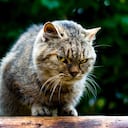A closeup of an adorable grumpy cat on a wooden surface
