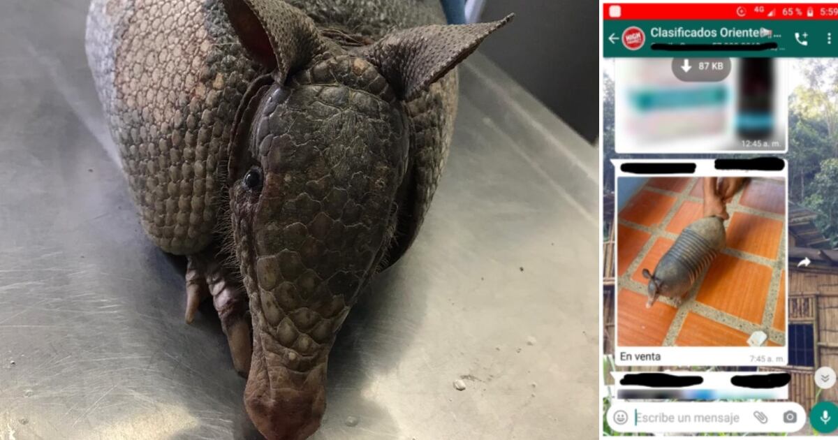El armadillo presentaba varias heridas en su cuerpo.