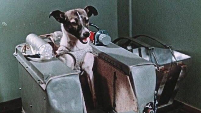 Primer ser vivo en ser enviado al espacio. Su nombre era 'Laika'.  Twitter @RedPlaneta2
