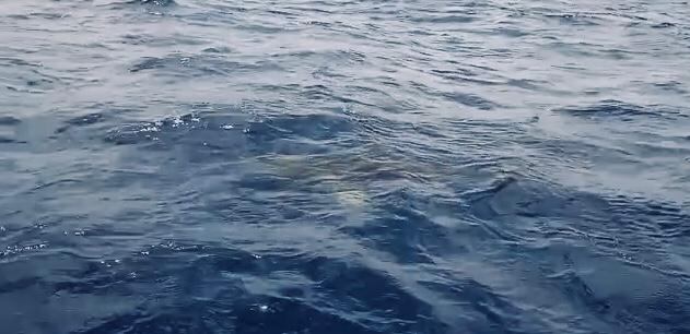 El tiburón mordió al buso, pero no le causó heridas de gravedad