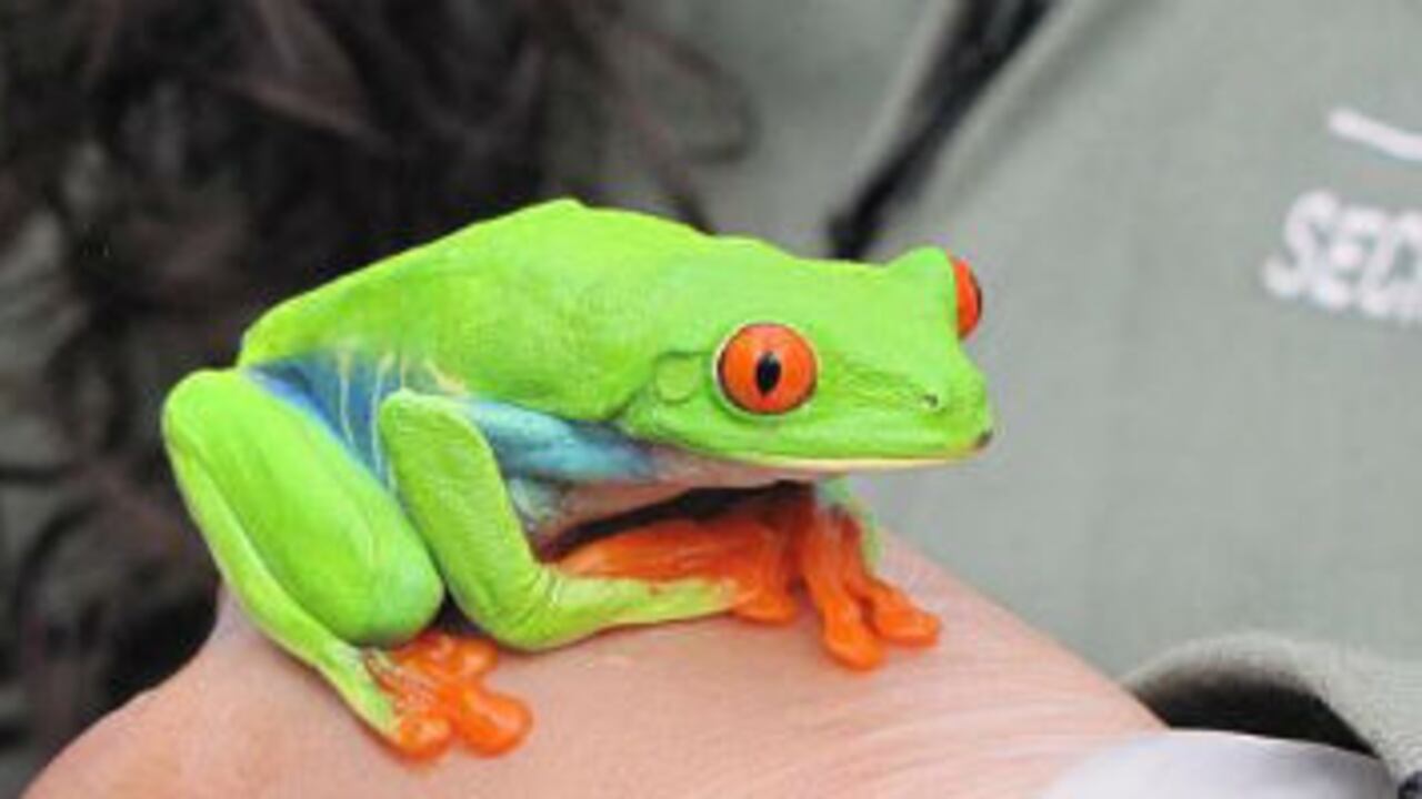De los 33 animales exóticos que por ahora habitan en el Centro de Fauna de la SDA llaman la atención 6 ranas de ojos rojos que habitan las selvas entre México y Colombia.