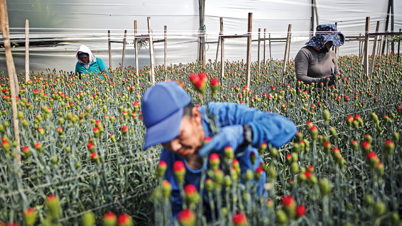 Entre los aspectos positivos del nuevo texto reforma laboral están los contratos de aprendizaje, el de plataformas digitales y el contrato agropecuario.