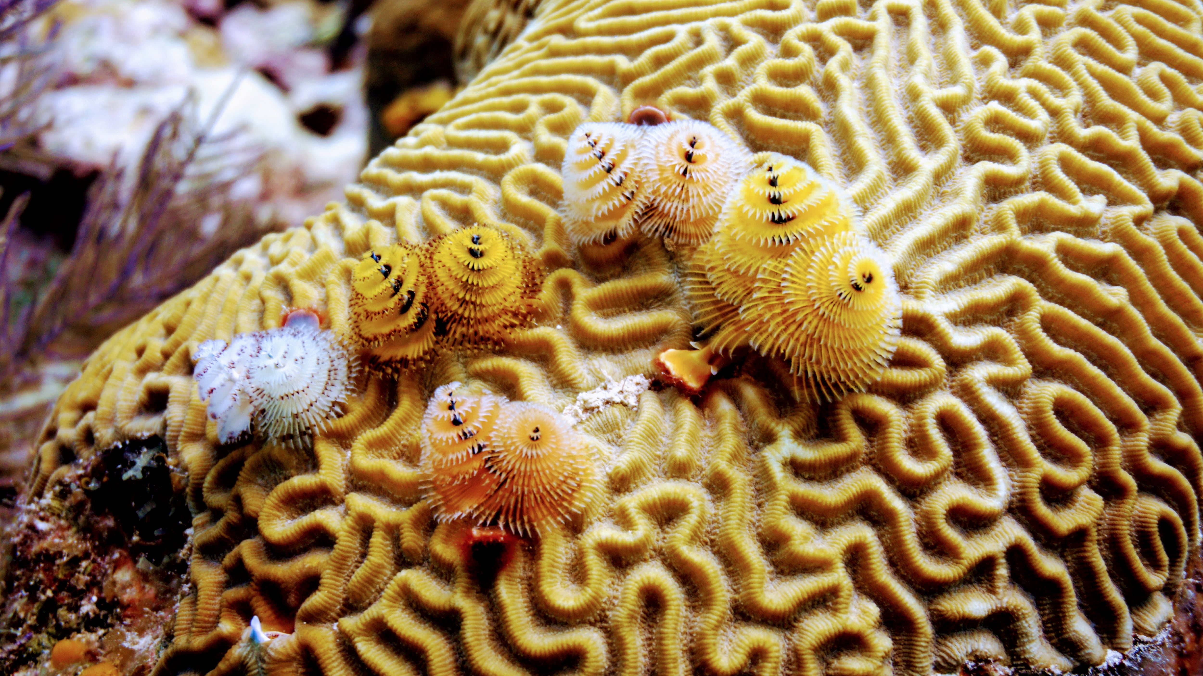 Buceo en San Andrés