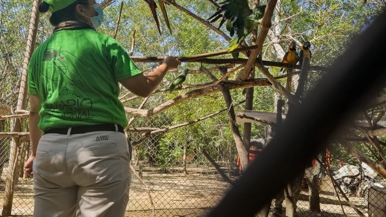 Reubican a 66 animales silvestres atendidos en el CAVR en el Aviario Nacional y el Zoológico de Barranquilla.