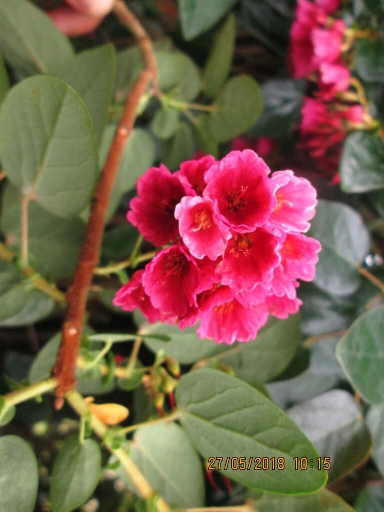 El guaque es una de las plantas halladas en Sibaté e incluidas en el libro.