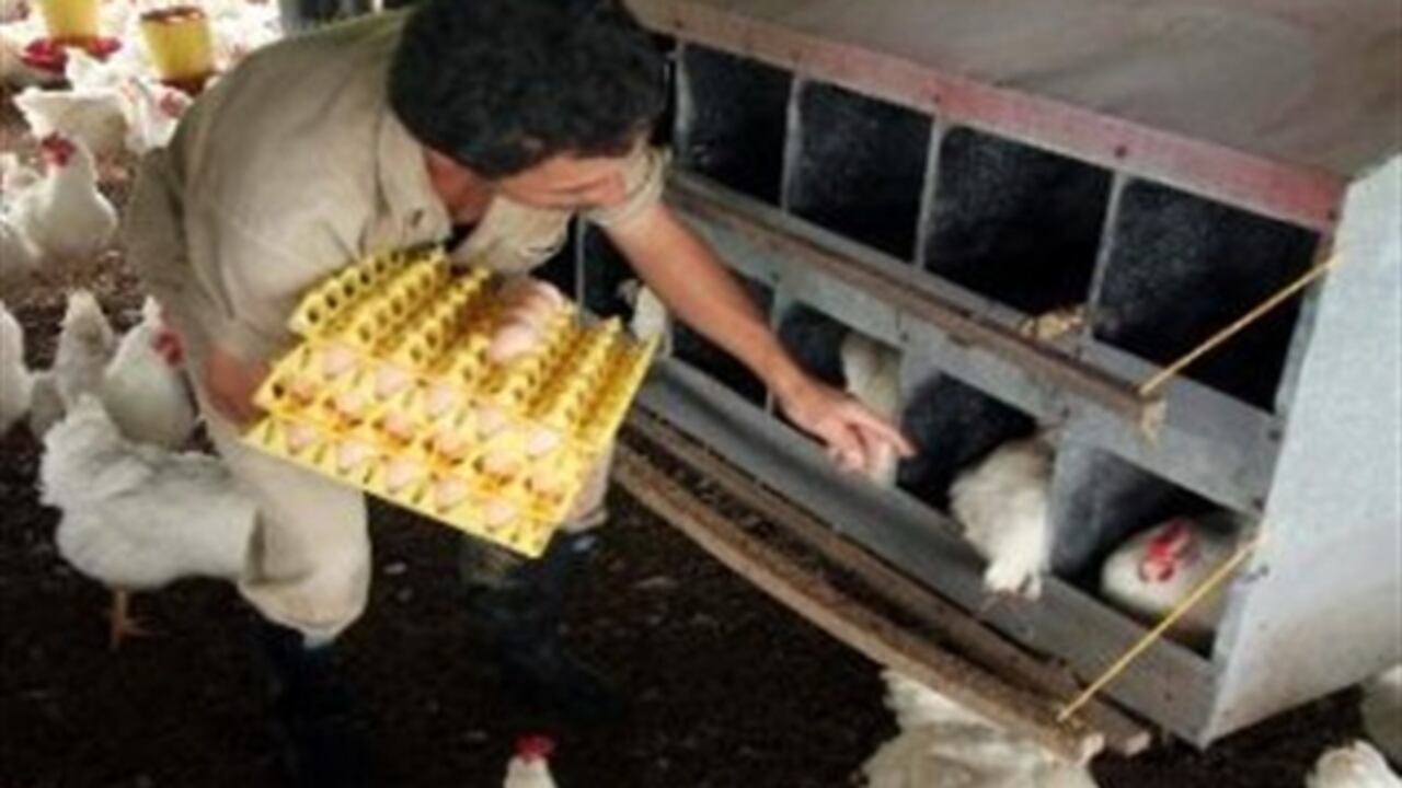 Robando Pollos Colombia se inunda de pollo de contrabando