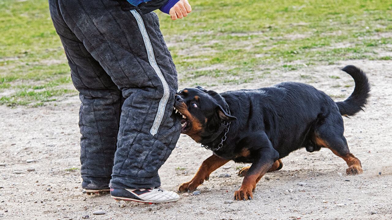 Por el descuido de los propietarios de perros de manejo especial, se han incrementado las agresiones.