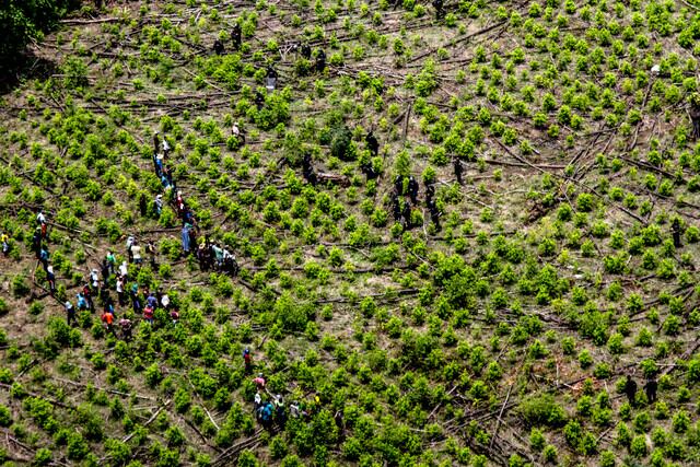 Cultivos de coca