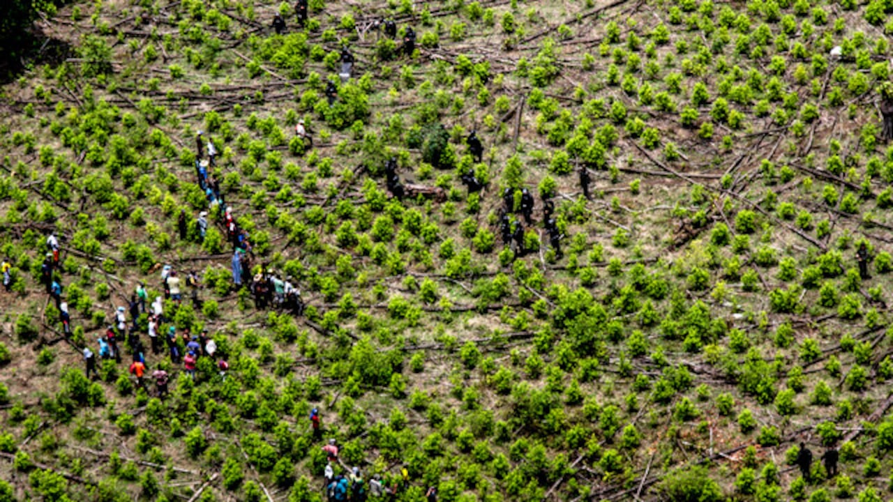 Cultivos de coca