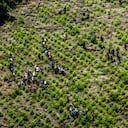 Cultivos de coca