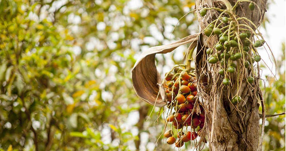 Árbol de chontaduro