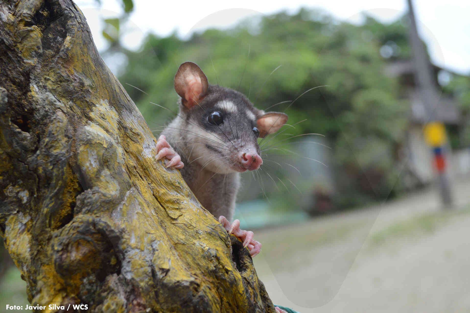 Philander opossum, un marsupial o zarigueya, uno de los tantos mamíferos pequeños que se mueven por la selva. Muchos son golpeados o acribillados al ser relacionados con ratas o ratones. Foto: Javier Silva WCS