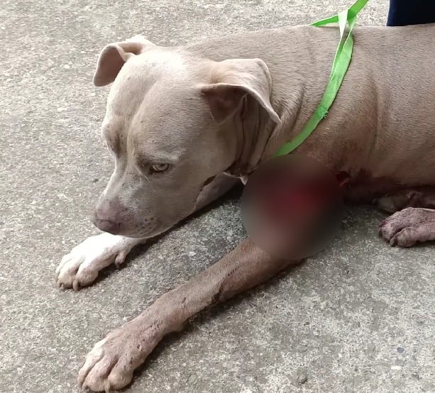 La perrita recibió un machetazo en una de sus extremidades delanteras.