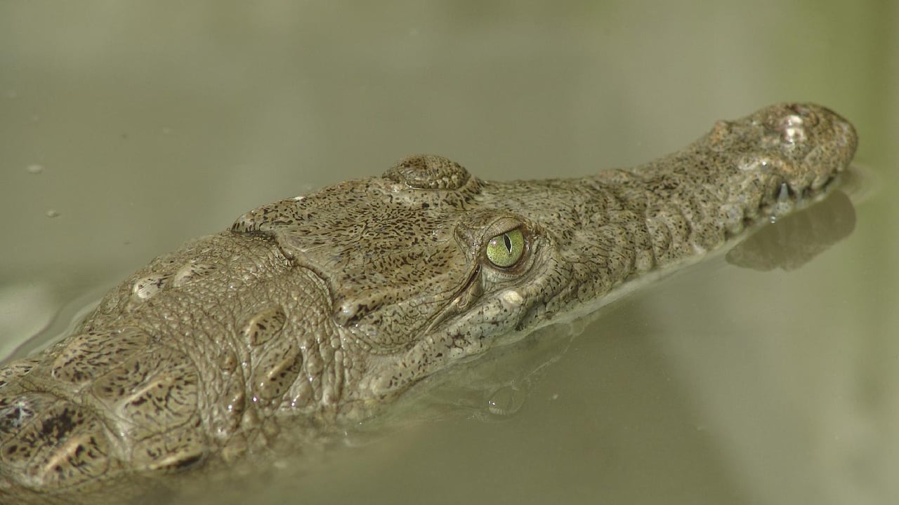 El gobierno colombiano puso una veda sobre esta especie de caimán en 1968 debido a su caza masiva.