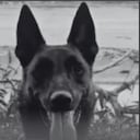 Mosly, el perro antiexplosivos que murió por el impacto de un rayo.