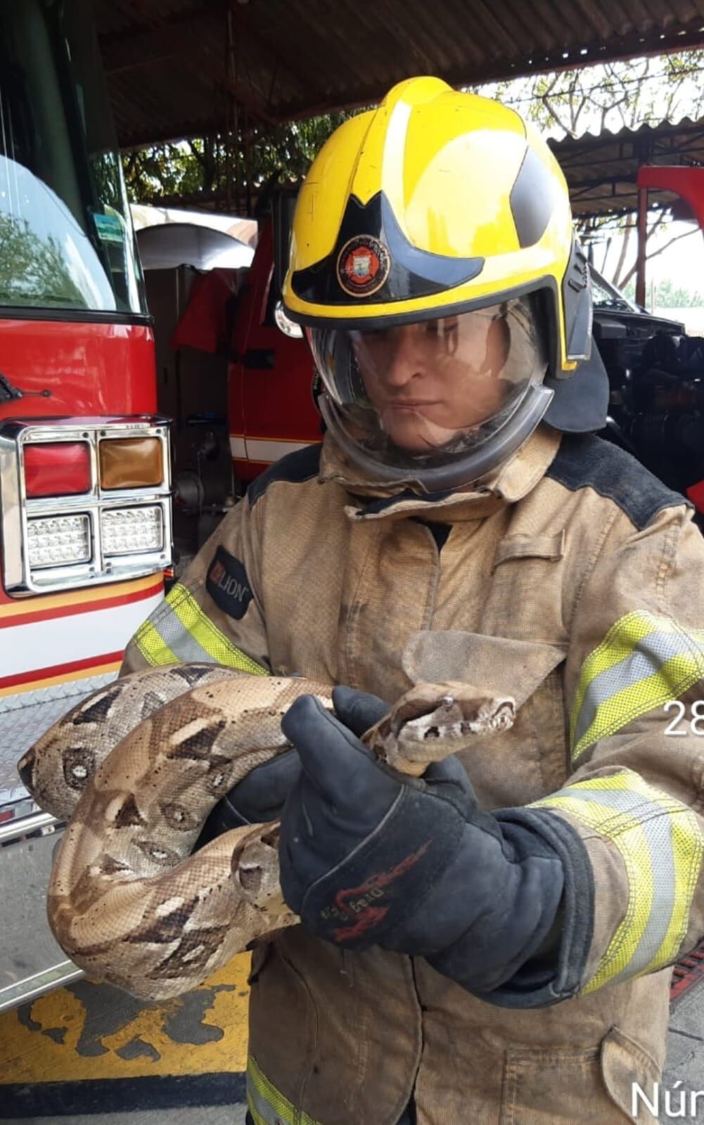 Impresionante: una boa constrictor apareció en la Buitrera en Cali; el animal habría sido domesticado.