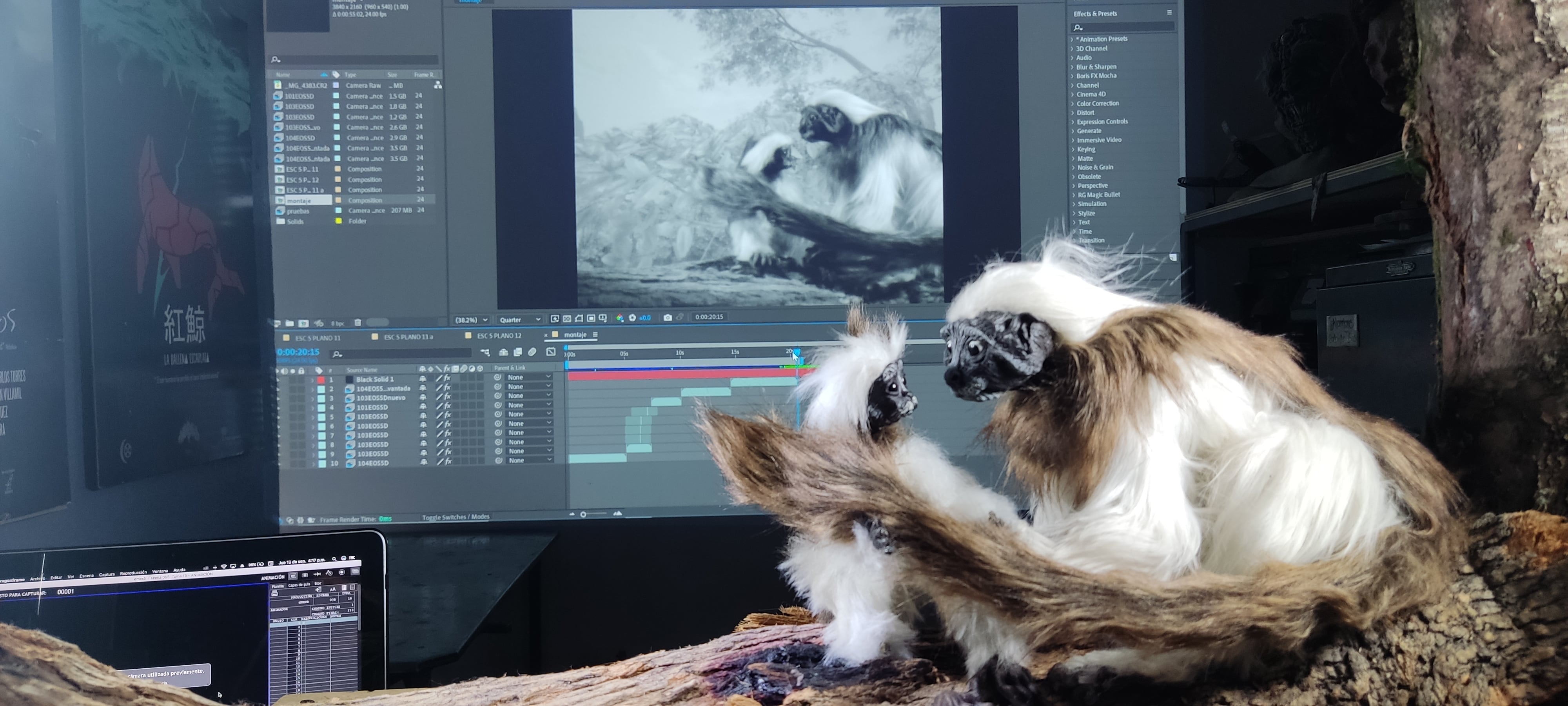 'Emechiche, El renacer de los cabeciblancos'.