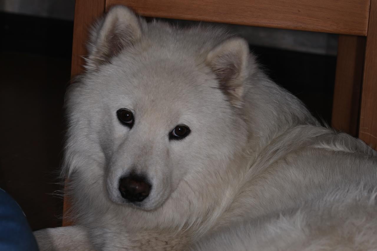 Extraviado en el noroccidente de Bogotá: samoyedo escapó tras ser golpeado por una moto