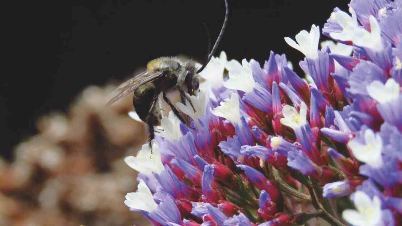 Las abejas son clave en el proceso de producción de cultivos, clave para la seguridad alimentaria. Foto: CAR