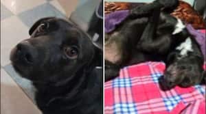 Galán revisa procedimiento tras eutanasia de Cosmo, perrito extraviado en Bogotá