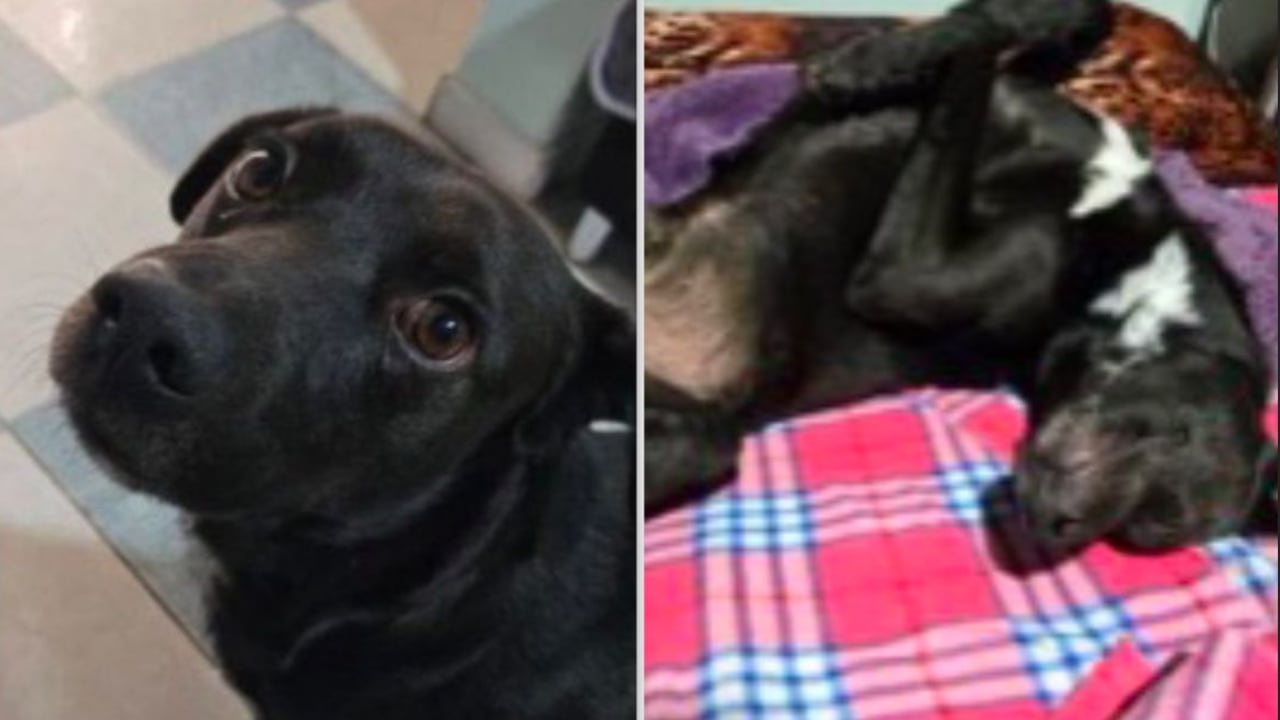 Galán revisa procedimiento tras eutanasia de Cosmo, perrito extraviado en Bogotá