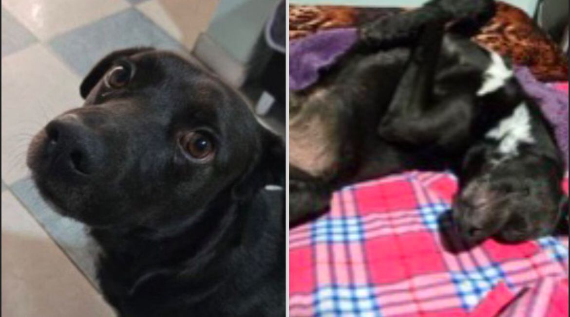 Galán revisa procedimiento tras eutanasia de Cosmo, perrito extraviado en Bogotá