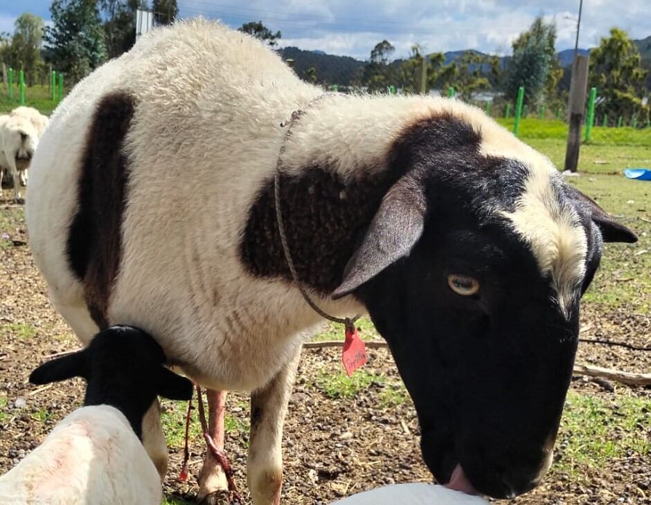 Pepa, oveja robada de vereda en Tocancipá