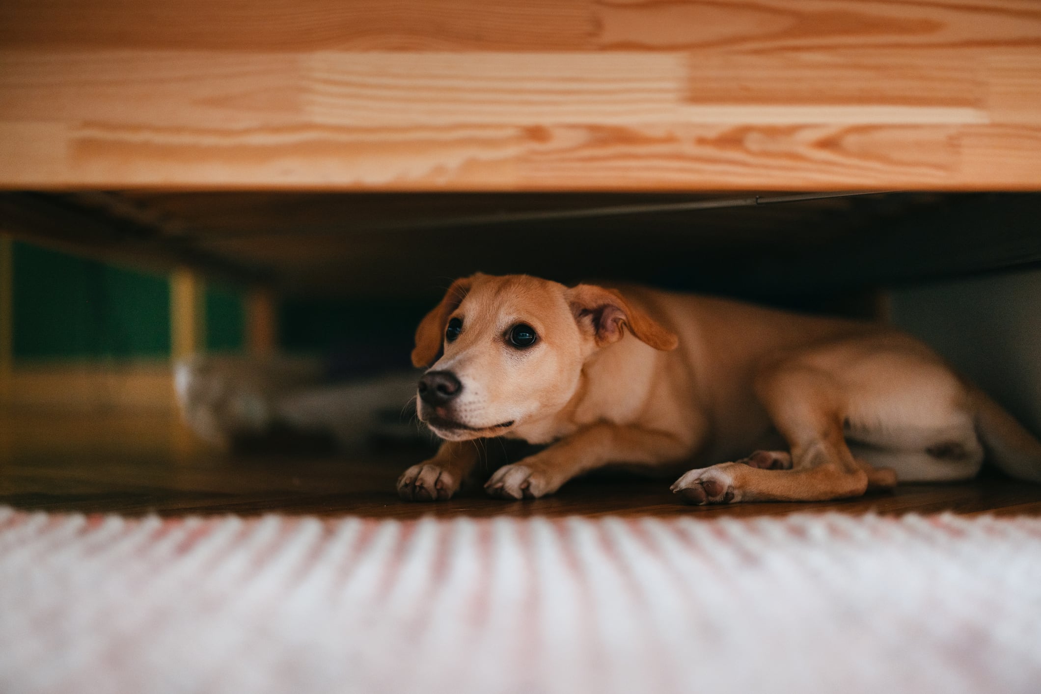 perro asustado