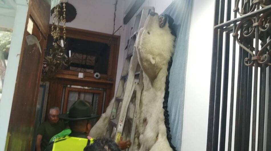 Piel de oso polar hallado en Cali.