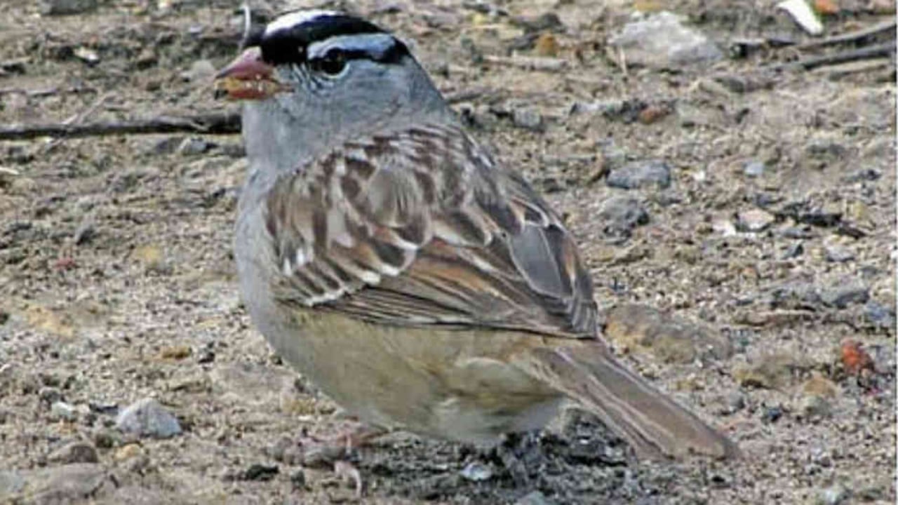 El ave avistado en la Universidad Nacional mide alrededor de 18 centímetros. Foto: Unimedios