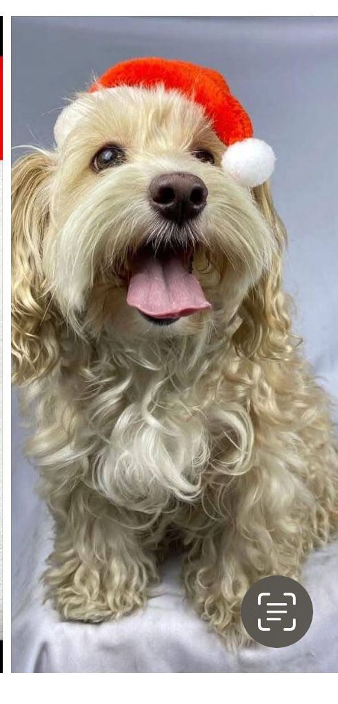 La perrita se escapó de una peluquería en Alquería.