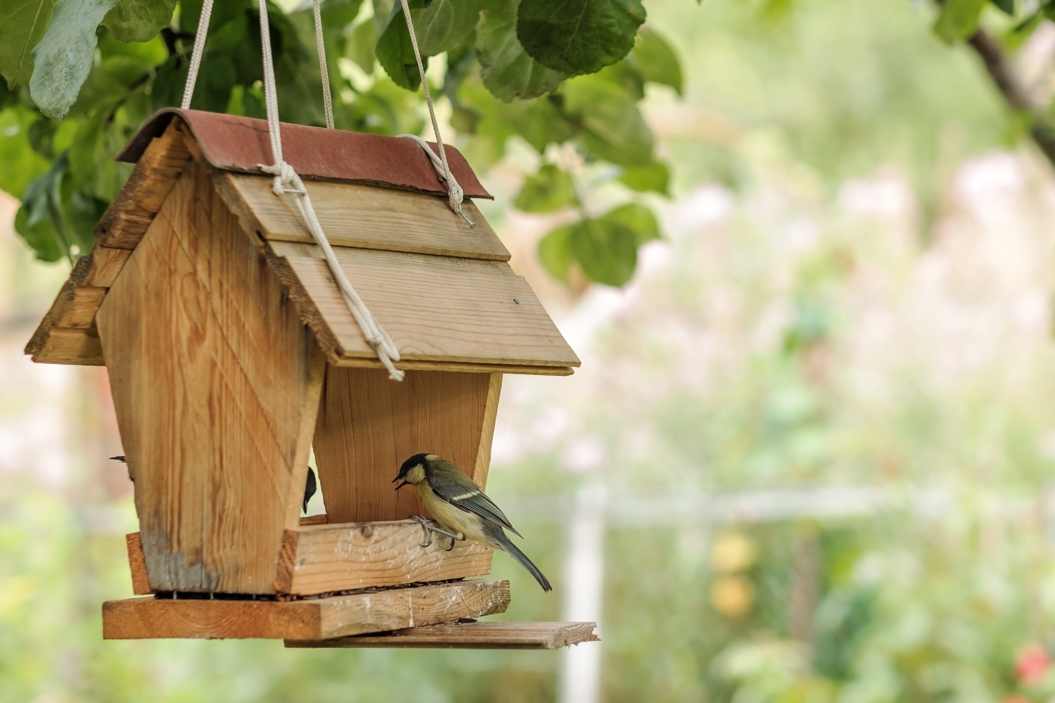 Las aves migratorias a veces no saben dónde conseguir comida para sus largos vuelos.