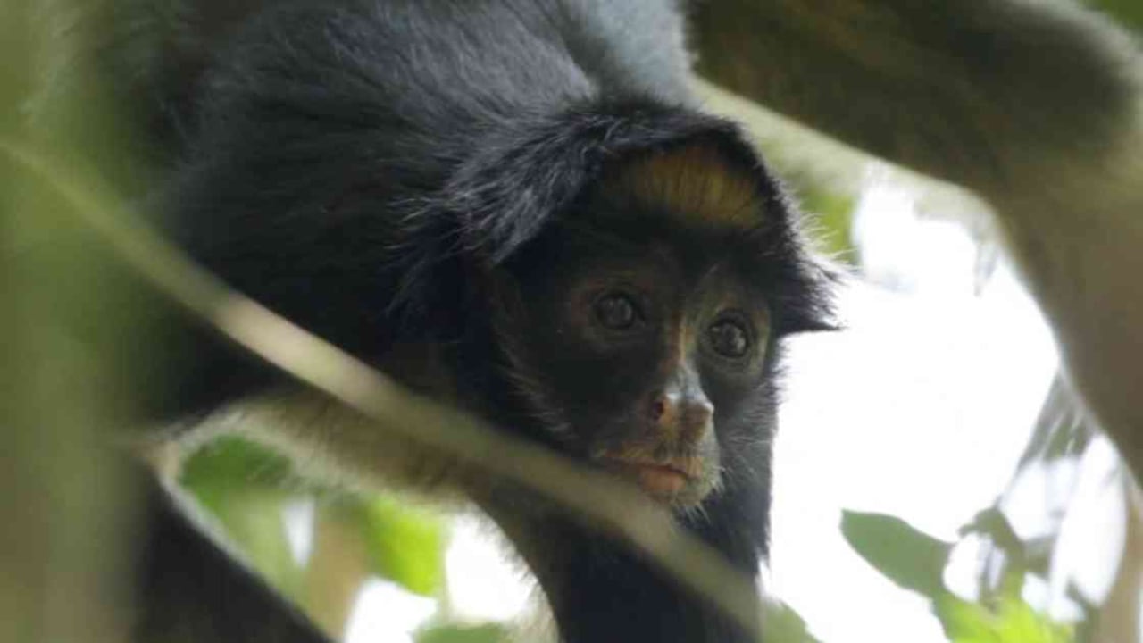 Los ecosistemas en los que viven los monos están muy transformados y muchos que no lo estaban, están empezando a cambiar rápidamente en el país. Foto: Federico Pardo