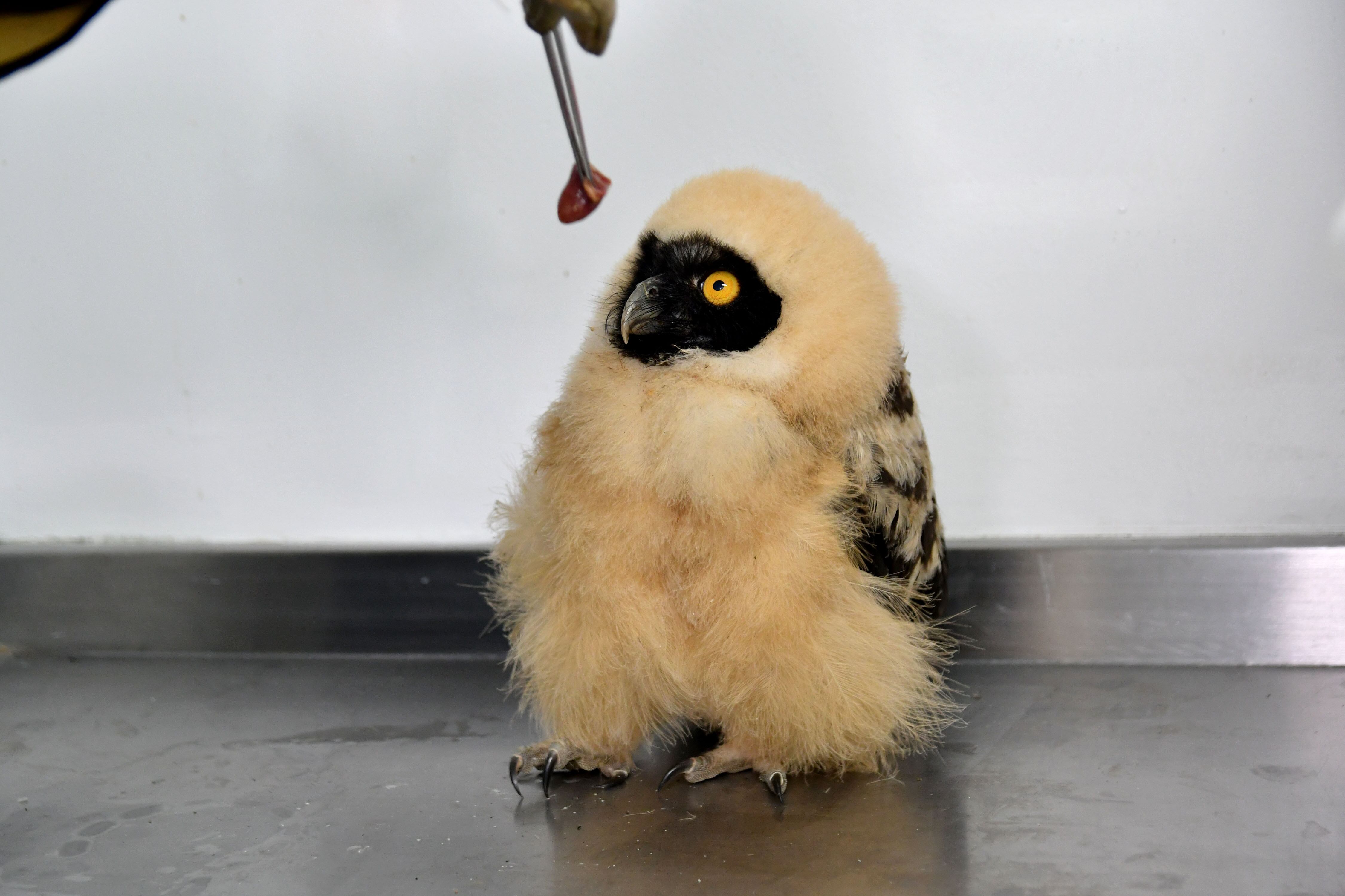 Rescataron a búho bebé de especie poco común en Cali; esto dicen las autoridades ambientales.